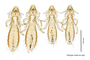 28842 Furnariphilus pagei HT PT v IN