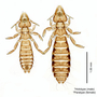 28841 Furnariphilus griffithsi HT PT d IN