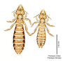 28841 Furnariphilus griffithsi HT PT v IN