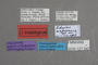 127047 Edaphus wagnerianus HT labels IN