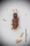 127047 Edaphus wagnerianus HT d IN
