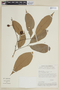 Trichilia pleeana (A. Juss.) C. DC., BRAZIL, F