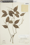 Licania hypoleuca Benth., SURINAME, F