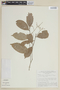 Licania octandra subsp. pallida (Hook. f.) Prance, BOLIVIA, F