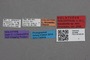 2818999 Philonthus loxodonta HT labels IN