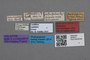 2819014 Bolitobius luzei HT labels IN