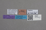 2819046 Edaphus creusa HT labels IN