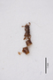 2819046 Edaphus creusa HT d IN