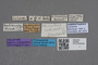2819052 Philonthus rudiventris HT labels IN