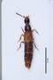 2819052 Philonthus rudiventris HT d IN