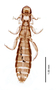 28629 Oxylipeurus annamensis PT d IN