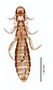 28629 Oxylipeurus annamensis PT v IN