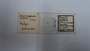 28953 Bucerocophorus watsoni PT slide IN