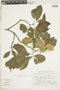 Balfourodendron riedelianum (Engl.) Engl., ARGENTINA, F