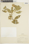 Balfourodendron riedelianum (Engl.) Engl., ARGENTINA, F