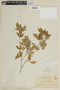 Ertela trifolia (L.) Kuntze, BRITISH GUIANA [Guyana], F