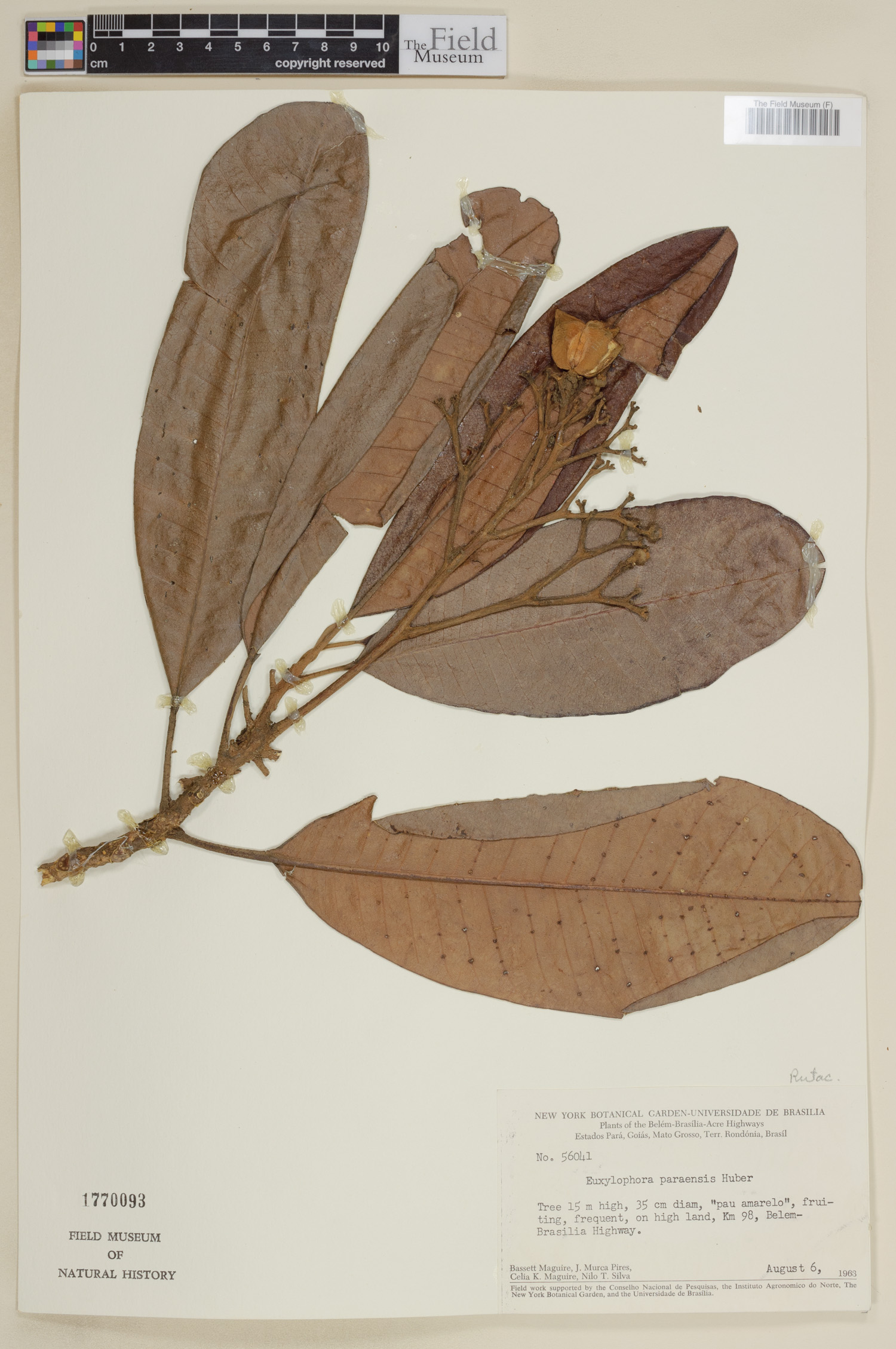 Catalogue | Botanical Collections