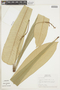Leptothyrsa sprucei Benth. & Hook., PERU, F