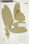 Pilocarpus grandiflorus Engl. var. grandiflorus, BRAZIL, F
