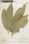 Pilocarpus peruvianus (J. F. Macbr.) Kaastra, PERU, J. Schunke Vigo 3290, F