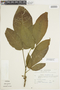 Ticorea longiflora DC., SURINAME, F