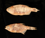 54401 Hyphessobrycon reticulatus