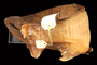 59389 Onchorhychus rhodurus tail
