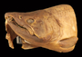 59389 Onchorhychus rhodurus head
