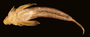 57089 Calymmichthys xenicus