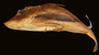 57517 Chelidonichthys ischiurus