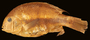 3776 Cichlasoma zonatum