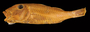 3955 Pseudupeneus chrysonemus