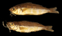 28038 28044 Eucinostomus gerridae