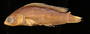 62619 Pseudochromis aurea marshallensis
