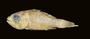 53049 Apogonichthys melampodus