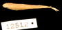 12512 Gephyrocharax intermedius