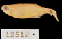 12512 Gephyrocharax intermedius