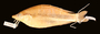 17265 Rhombosoma sepikensis