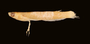 53541 Tomeurus gracilis