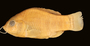 3505 Cyprinodon artatus velifer FZ -