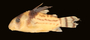 78362 Corydoras schwartzi surinamensis