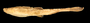 56038 Bunocephalus columbianus