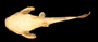 56038 Bunocephalus columbianus