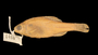 14668 Acheilognathus gracilis