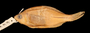 14713 Acheilognathus barbatus