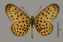 124134 Pardopsis punctatissima v IN