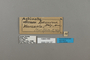 124137 Altinote dicaeus laverna labels IN