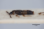 2819074 Atheta picticollis ST p IN