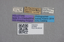 2819094 Thamiaraea modesta HT labels IN