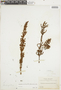 Dendrophthora mesembryanthemifolia Urb., BOLIVIA, F